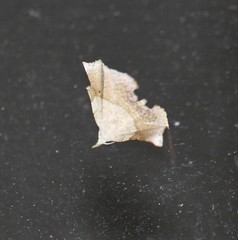 Esthlodora versicolor