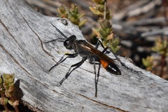 Podalonia tydei suspiciosa