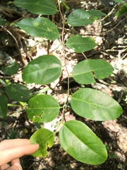 Celtis paniculata