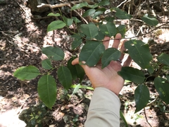 Celtis paniculata