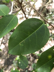 Celtis paniculata