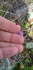 Arthropodium minus