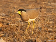 Vanellus malabaricus