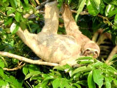 Bradypus variegatus tapajoensis