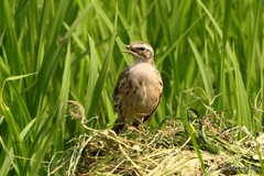 Anthus roseatus