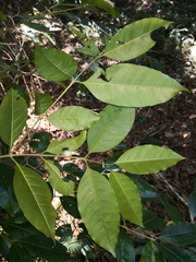 Olea paniculata