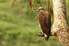 Haliaeetus ichthyaetus