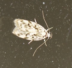 Barea subviridella