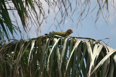 Amazona leucocephala
