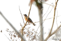Turdus dissimilis
