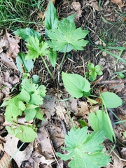 Anemonastrum canadense