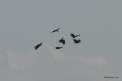 Rhyticeros undulatus