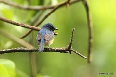 Niltava macgrigoriae