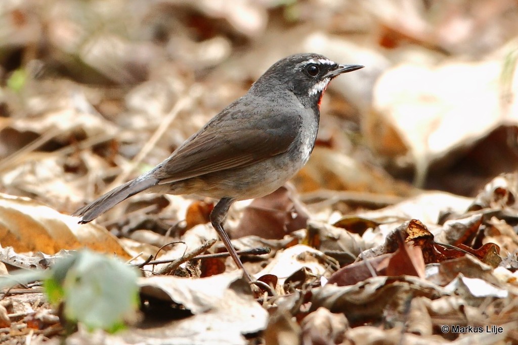 Chinese Rubythroat