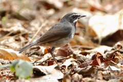 Calliope tschebaiewi