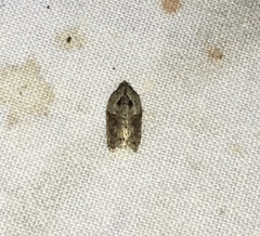 Acleris placidana