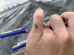 Eudiagogus maryae