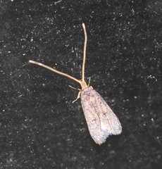 Lecithocera imprudens
