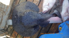 Pacific Torpedo photo 2