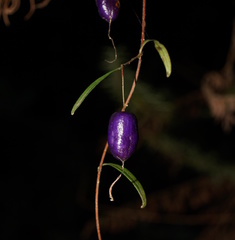 Billardiera macrantha