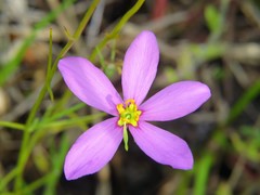 Sabatia grandiflora