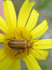 Nemognatha punctulata