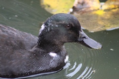 Anas platyrhynchos domesticus