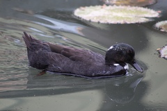 Anas platyrhynchos domesticus