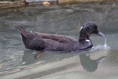 Anas platyrhynchos domesticus