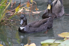 Anas platyrhynchos domesticus