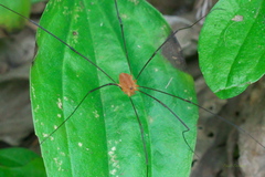 Leiobunum politum