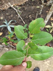 Xylosma horrida