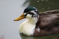 Anas platyrhynchos domesticus