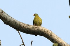 Treron curvirostra