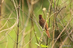 Cacomantis merulinus