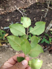 Xylosma horrida