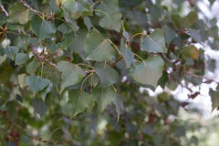 Populus nigra