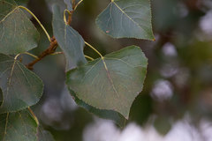 Populus nigra