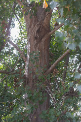 Populus nigra