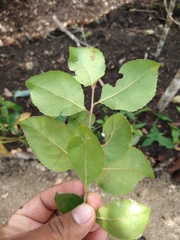 Xylosma horrida
