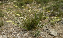 Stackhousia aspericocca