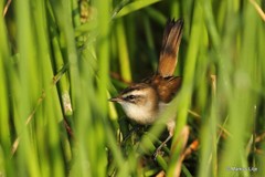 Acrocephalus melanopogon