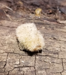 Lophocampa caryae