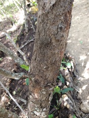 Xylosma horrida