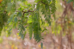 Gleditsia triacanthos