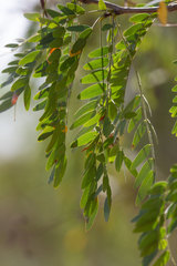 Gleditsia triacanthos