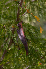 Gleditsia triacanthos
