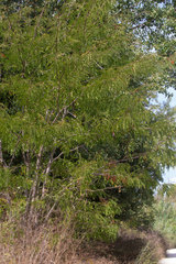 Gleditsia triacanthos