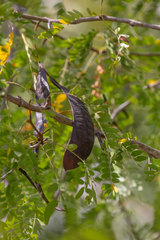 Gleditsia triacanthos