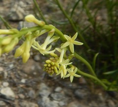 Stackhousia aspericocca